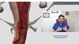 Penis Boyu ve Kalınlığı Ne olmalıdır? 10 cm Penis yeter mi? 20 cm Olsa Ne olur?