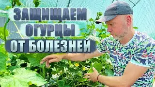 Пероноспороз. Как защитить огурцы.