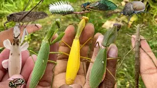 Amazing:hunting various types of beautiful praying mantis|beetles|cicadas|Insect
