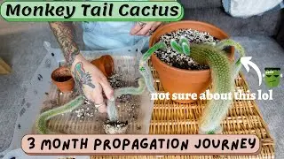 🐒 propagating my monkey tail cactus (cleistocactus colademononis) + emergency repot! 3 month results