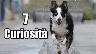 7 Curiosità sui Cani