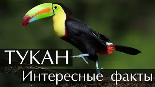 Тукан - интересные факты