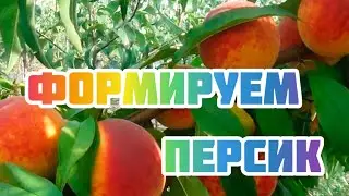 Обрезка персика на урожай