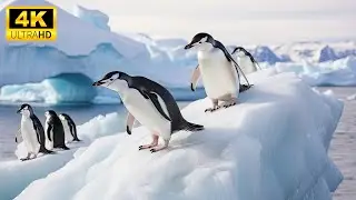 Funny and Relaxation With Baby Animals and Relaxing Music, Baby Animals 4K (60FPS) UHD