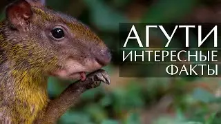 Агути (Золотистый Заяц) - интересные факты