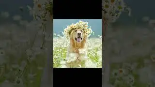 собаки и цветы