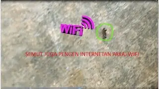 Semut Wifi