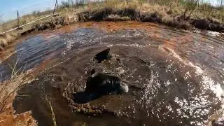 Занятия медведицы с сыном.