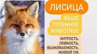 ЛИСИЦА- ваше тотемное животное# хитрость, приспосабливаемому, выносливость, быстрое мышление.