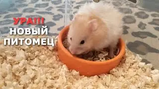 Новый питомец. ЭТО СЛУЧИЛОСЬ