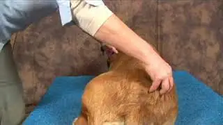 Dog Acupressure for Back Problems: Bladder