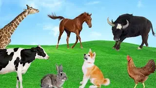 Familiar Animals - Buffalo, Horse, Giraffe, Chicken, Duck, Dog, Rabbit - Animal Moments