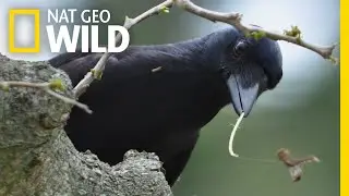 Tool-Making Crows Are Even Smarter Than We Thought | Nat Geo Wild