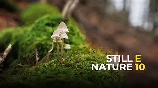 Still Nature E10 | Panasonic G9 6K photo mode