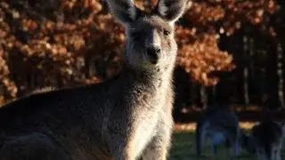 Demonstrators out to deter Australia's kangaroo cull