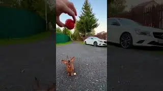 Такса бегает за мячом, играет