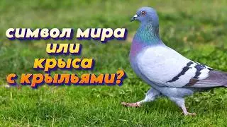 Как выглядят маленькие голуби? Как голуби находят дорогу домой? // Узнать все секреты птицы мира