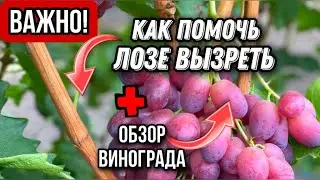 Лоза вызреет сама если....Обзор виноградника.