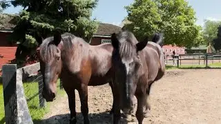 How Animal Draft Power Was Used on Farms | The Henry Ford’s Innovation Nation