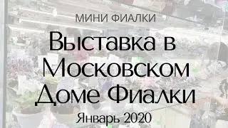 Выставка в Доме Фиалки Январь 2020 Минифиалки