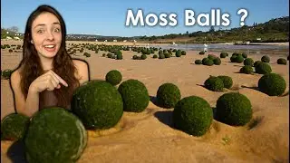 Giant Moss Balls! (Where & How They Form) | GEO GIRL