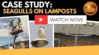 Defender® Bird Spikes Case Study | FirstFlexiLease | Stop Seagulls Landing on  Lampost Spike Install