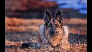 Интересные факты о немецкой овчарке(Interesting facts about the German Shepherd).