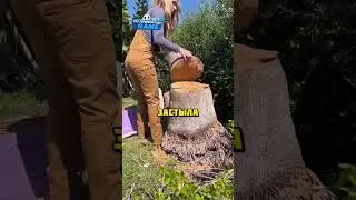 Вскрыла пень и нашла НЕЧТО 