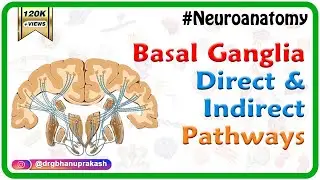 Basal ganglia Direct and indirect pathways - 