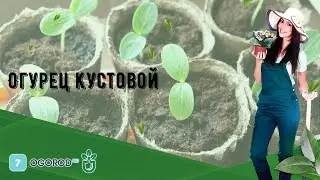 Огурец кустовой