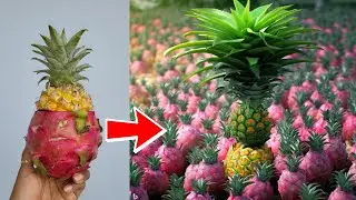 Strange technique How to grow pineapple with dragon fruit yields amazing results