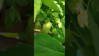 Сорт клубники 