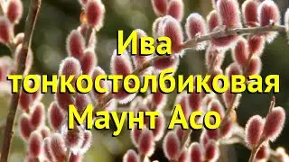 Ива тонкостолбиковая Маунт Асо. Краткий обзор, описание характеристик salix gracilistyla mount aso
