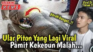 Ular Piton Viral Di Sulawesi Selatan !! Ibu Rumah Tangga Di Sulsel !! Informasi Terbaru