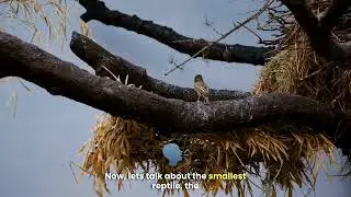 Exploring Nature's Extreme Animals!