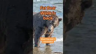 Fat Bear Week is BACK #shorts