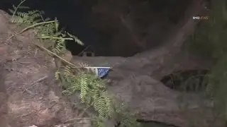 High winds knock down trees in SoCal neighborhoods