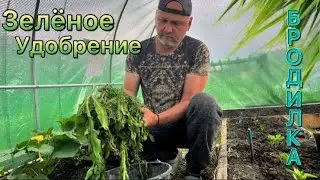 Зелёное удобрение.Бродилка.