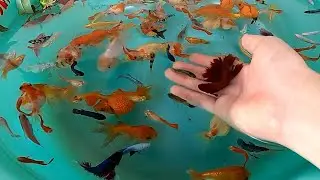 Rosy Barb Betta PingPong Pearl Scale Goldfish Guppy Molly Fish Ranchu Cute Animals Videos