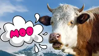 Funny cow dancing and mooing. Cow moo for kids