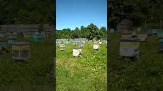 Брянская пасека с качественным мёдом