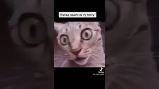 Кошачья мята