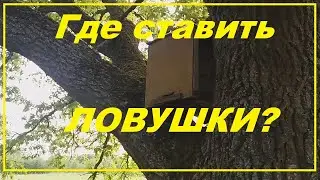 Где устанавливать ловушки на рои