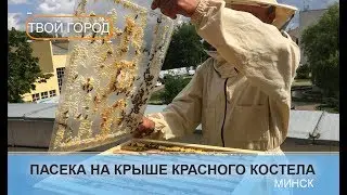 Городское пчеловодство. ТВОЙ ГОРОД