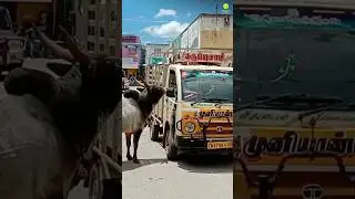 Bull chases truck to save his beloved cow 💖