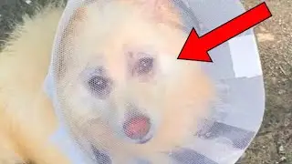 The blind dog saw the world for the first time, what did it do in the first place...