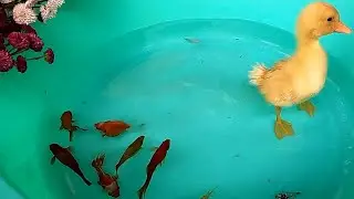 Baby Ducks Ducklings Swordtail Molly Goldfish Tiger Barb Halfmoon Betta Fish Cute animals Videos