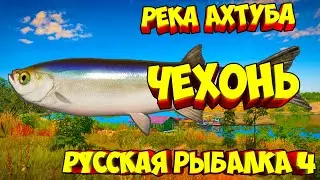 русская рыбалка 4 - Чехонь река Ахтуба - рр4 фарм russian fishing 4 Алексей Майоров