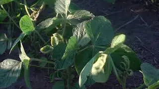 Volatidad dicamba en soja