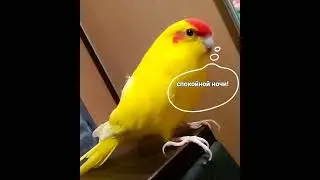 🌜Спокойной🌛Ночи🌚